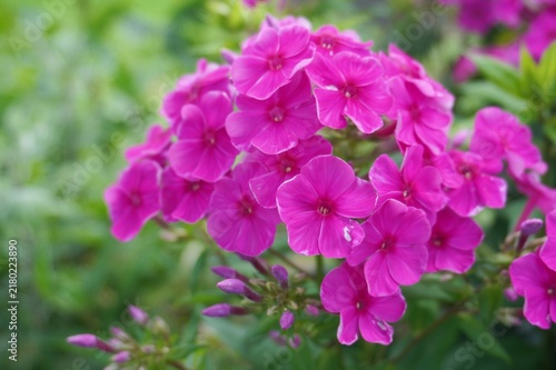 purple flowers in the garden