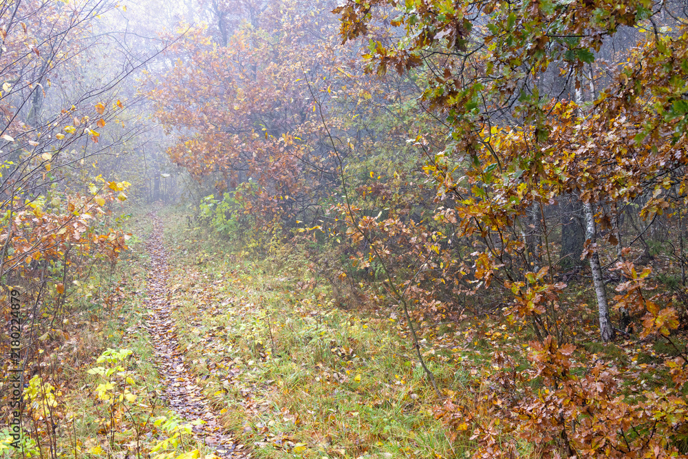 Obraz premium Footpath in a forest with oak trees and autumn mist