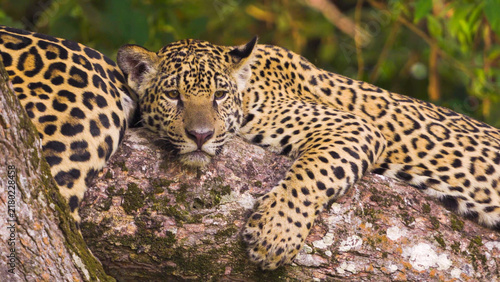 Jaguar resting chin on mossy log, direct amber gaze