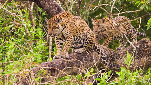 Two jaguar cubs on a rocky ledge amid gallery forest