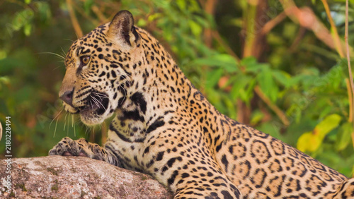 Jaguar alert on a rocky ledge, gallery forest behind