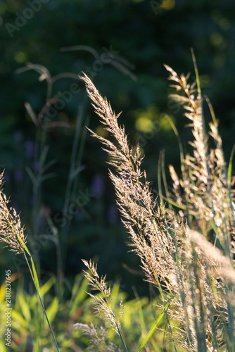 Backlit Prairie Grass Seed Head Glowing in Evening Sunlight