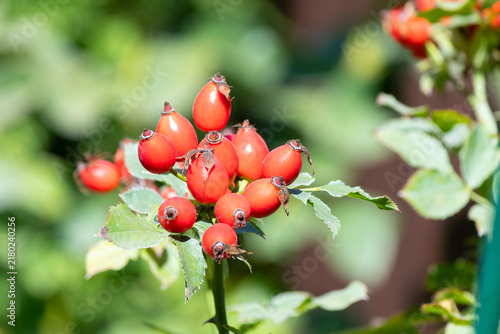 Fotografie Ripe red rose hips in garden close-up