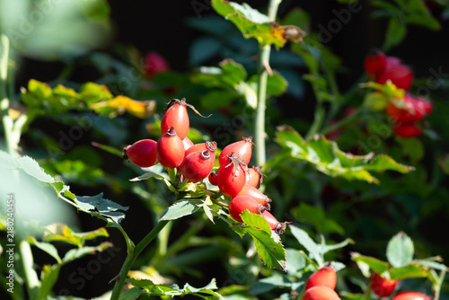 фотографія Red rose hips on a leafy bush