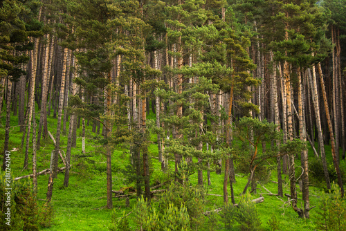 Quadro su tela A dramatic overcast view of the untouched, dense forests of Tusheti