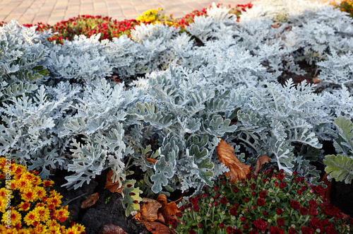Obraz na płótnie Silver dusty miller plants blooming on a flowerbed in autumn