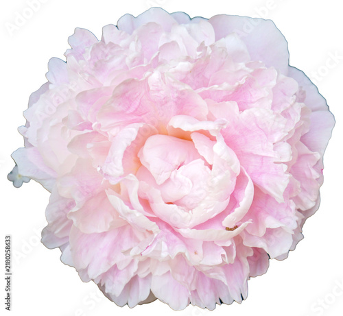 Принти на полотні herbaceous peony white