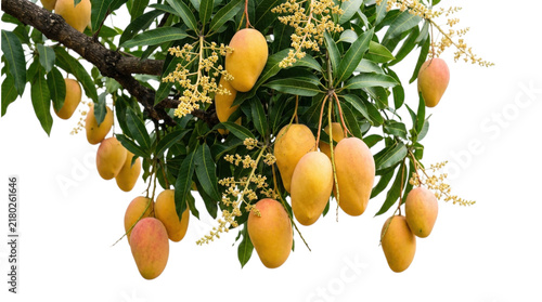 A lush mango tree branch heavily laden with ripe yellow fruits, isolated on transparent background