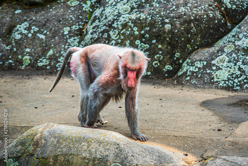 Photography Hamadryas baboon walking on rocky ground outdoors
