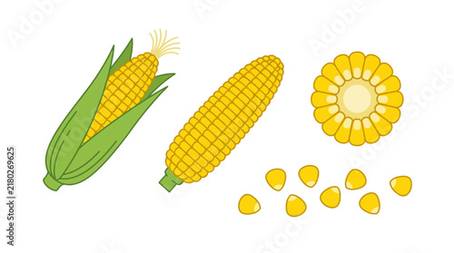 Corn vector illustrations showing detailed graphics of fresh corn cobs, husks, kernel slices, and individual yellow corn seeds.