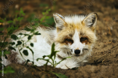 Fotografie Beautiful red fox variant lying on the ground in nature looking at camera