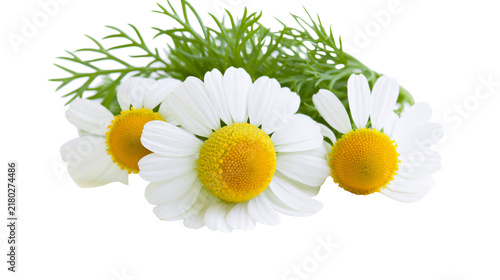 Three delicate white chamomile flowers with yellow centers green leaves, isolated on transparent background