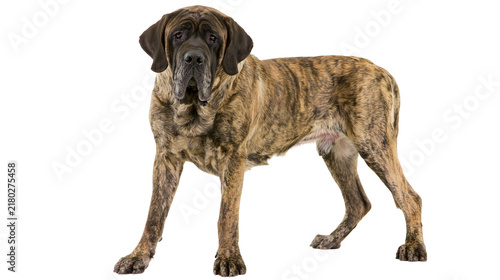 Fotografía Large brindle English Mastiff dog standing, isolated on transparent background