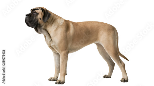 Fotografía Large fawn English Mastiff dog standing alert, isolated on transparent backgroun