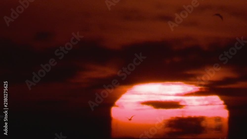seagull flying in sunset slow motion