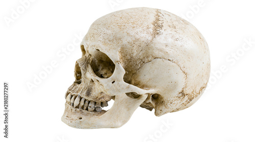 Human skull with detailed bone texture, isolated on transparent background