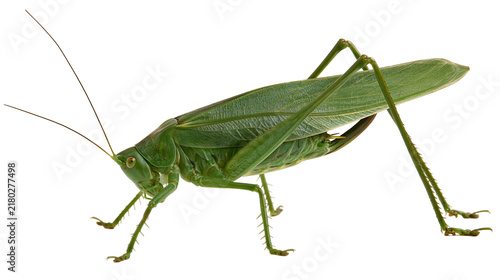 Green katydid insect with long antennae and legs, isolated on transparent background