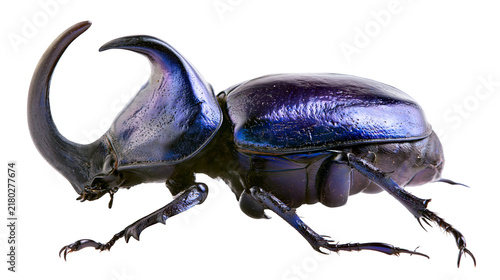 Obraz na plátne Large iridescent blue rhinoceros beetle with prominent horn, isolated on transpa