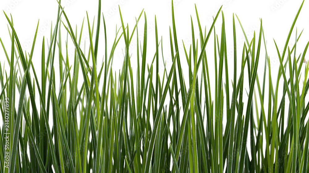 Obraz premium Lush green grass blades detailed texture, isolated on transparent background