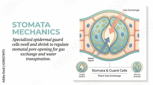 Scientific Diagram Illustrating Stomata Mechanics and Plant Gas Exchange Process.