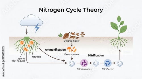Nitrogen cycle theory showing atmospheric N fixation ammonification nitrification and plant uptake