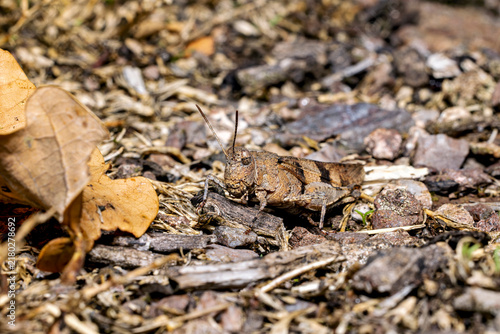 Foto The blue-winged grasshopper near Eisenach in Thuringia, Germany (Oedipoda caerul