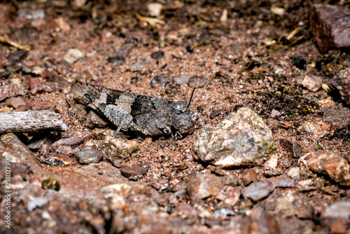Foto The blue-winged grasshopper near Eisenach in Thuringia, Germany (Oedipoda caerul