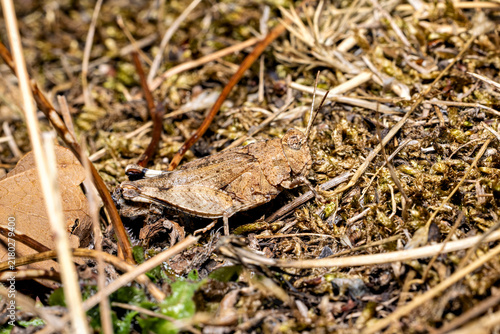 Foto The blue-winged grasshopper near Eisenach in Thuringia, Germany (Oedipoda caerul