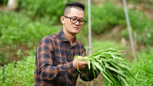 Asian Farmer Holding Fresh Harvested Organic Morning Glory Vegetables 