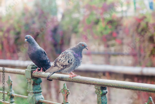 Fotografie A pair of rock doves perch on a fence in a city park