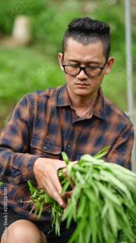 Asian Farmer Inspecting and Harvesting Fresh Organic Water Spinach in Vegetable Garden