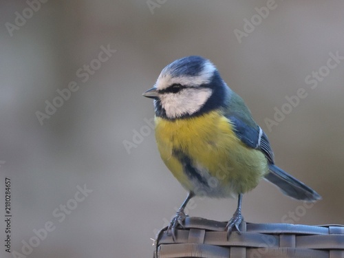 Foto Petite mésange bleue au plumage coloré, vue de profil et posée sur le rebord d'une chaise de jardin