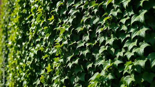 Close-up of ivy leaves densely covering a sunlit glass wall.
