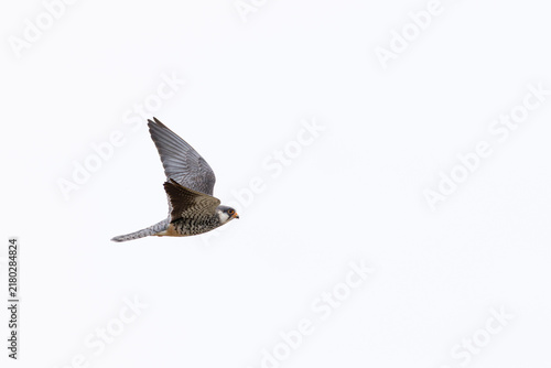 Konstfotografi adult female Amur falcon (Falco amurensis) in flight, found in Dornod Aimag in M