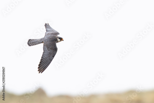 Foto adult female Amur falcon (Falco amurensis) in flight, found in Dornod Aimag in M