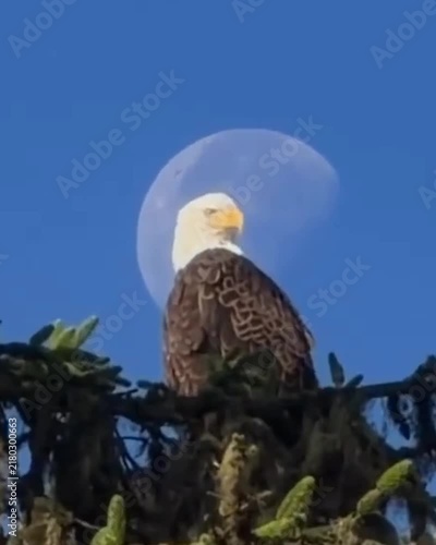 american bald eagle