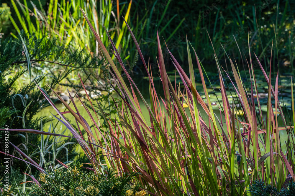 Obraz premium Tall, slender grasses Imperata cylindrica grass Red Baron with reddish and green hues near tranquil pond, surrounded by lush greenery and partially shaded by trees. Scene is natural and serene.