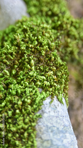moss on the stone