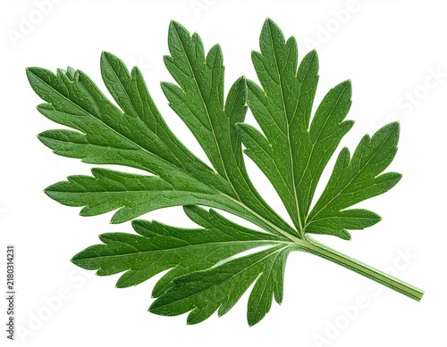 Fresh green mugwort leaf cutout isolated on clean white background.