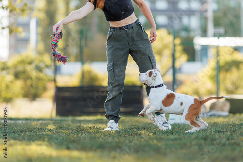  American Staffordshire Terrier playing tug