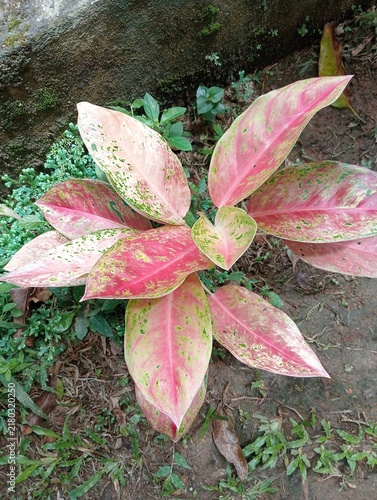 Bild auf Leinwand The plant shown in the image is an Aglaonema, commonly known as a Chinese Evergreen