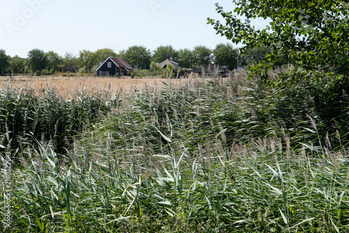 Cuadro en lienzo Rural houses beyond tall green reeds in Veere Zeeland creating a peaceful Dutch