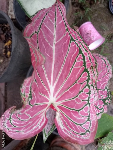 Obraz na plátne The plant shown in the image is a Caladium, commonly referred to as Angel Wings or Elephant Ears