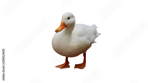 Fotografie Cute white duck standing isolated on a pure white background with domestic duck