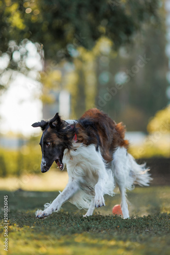 Plakat Borzoi dog running for ball