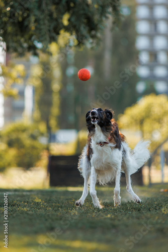 Obraz na płótnie Borzoi dog running for ball