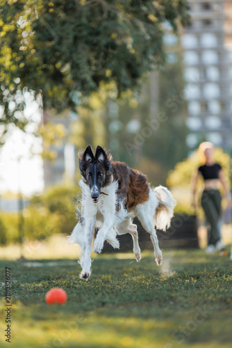 Obraz na płótnie Borzoi dog running for ball
