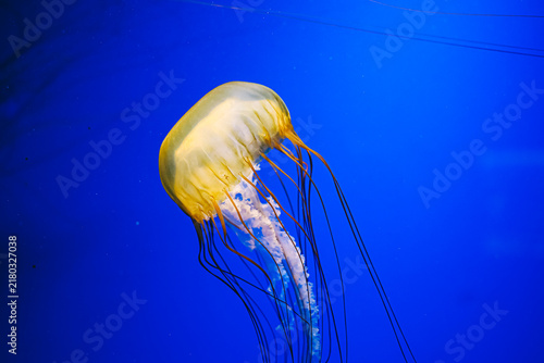 Photography Jellyfish swims in a deep blue ocean showing its yellow bell and long tentacles