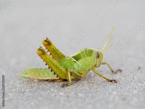 Fotografía Acanthacris ruficornis: The Red-Horned Grasshopper