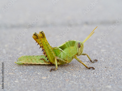 Cuadro en lienzo Acanthacris ruficornis: The Red-Horned Grasshopper